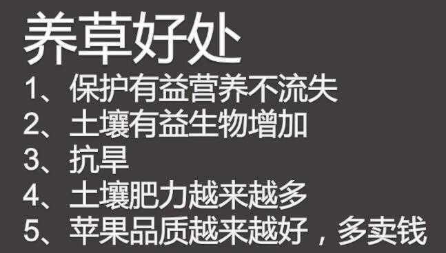 【實地探訪】-----山東萊陽高品質果園管理細節及“免開溝”水肥一體化運用