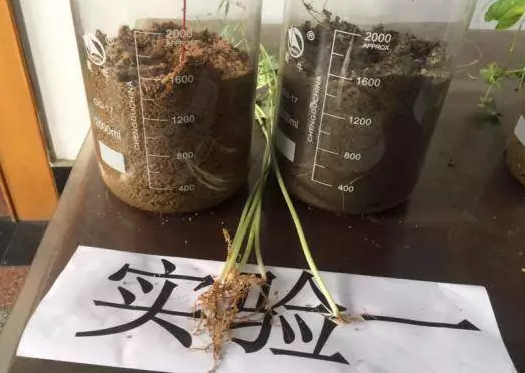 海帝拉克碳能菌劑試驗報告