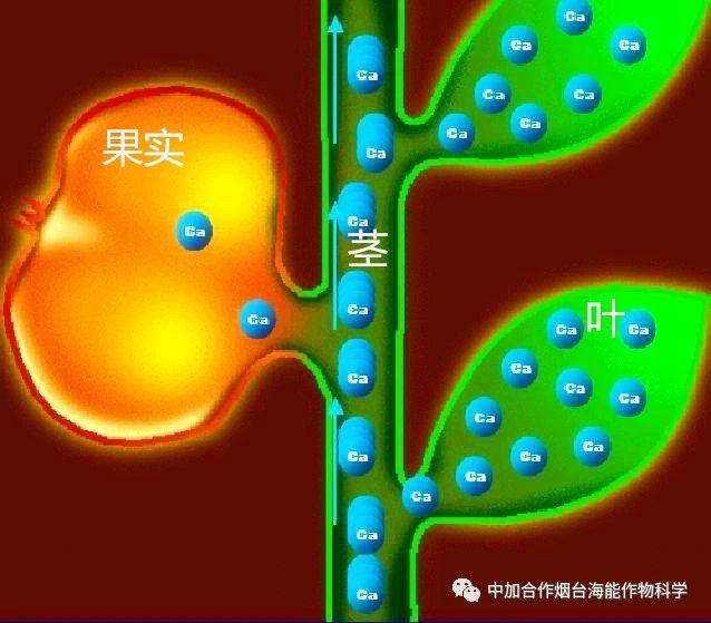 新款鈣肥研發成功啦！